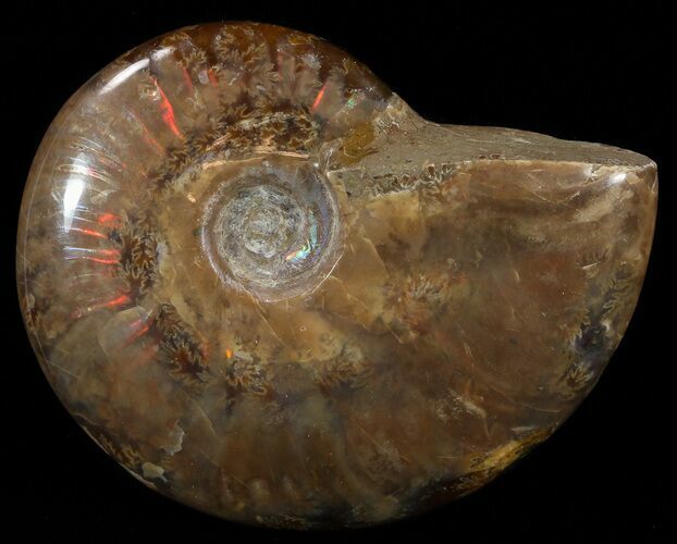 Flashy Red Iridescent Ammonite - Wide #52325